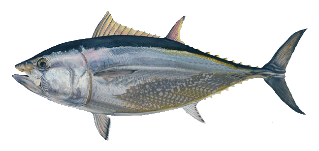 Bluefin Tuna